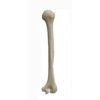 Humerous bone