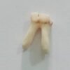 Premolar