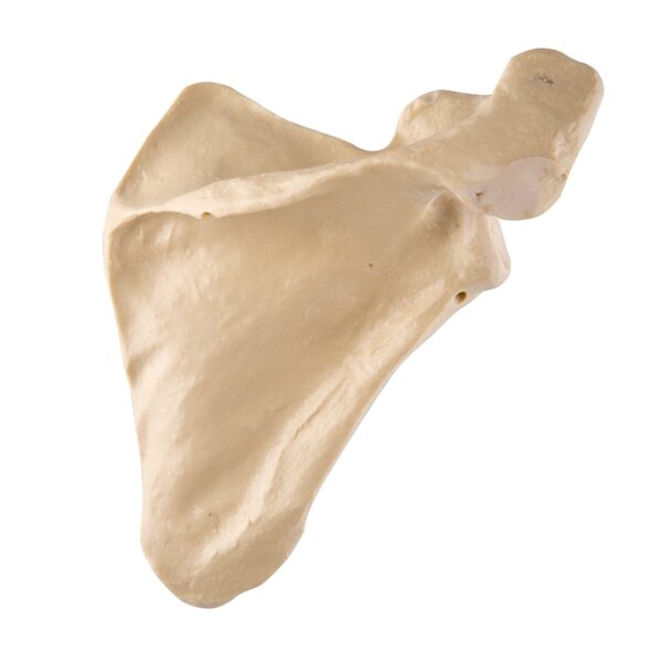 Scapular bone