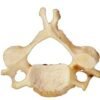 cervical bone
