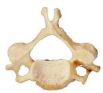 cervical bone