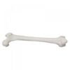 femur-bone.