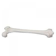 femur-bone.