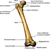 Anatomy of femur bone