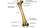 Anatomy of femur bone