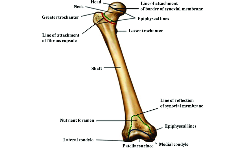 Anatomy of femur bone