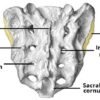 The Posterior Dorsal Surface of the Pelvis 1024x465