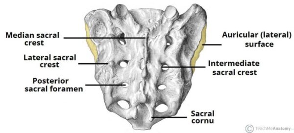 The Posterior Dorsal Surface of the Pelvis 1024x465