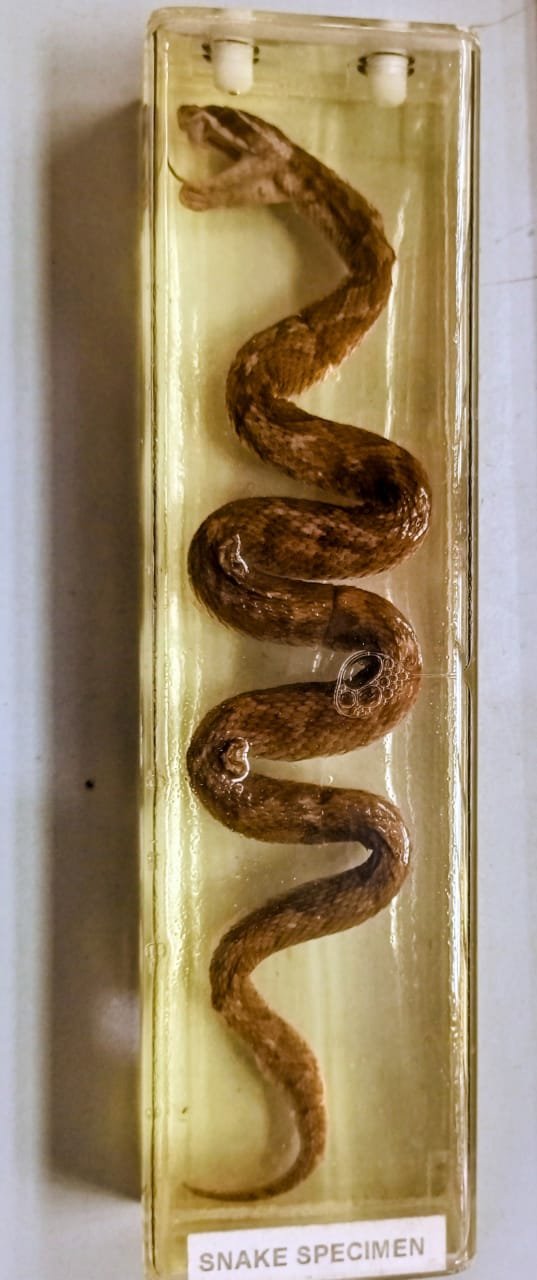 WhatsApp Image 2026 02 06 at 10.54.55