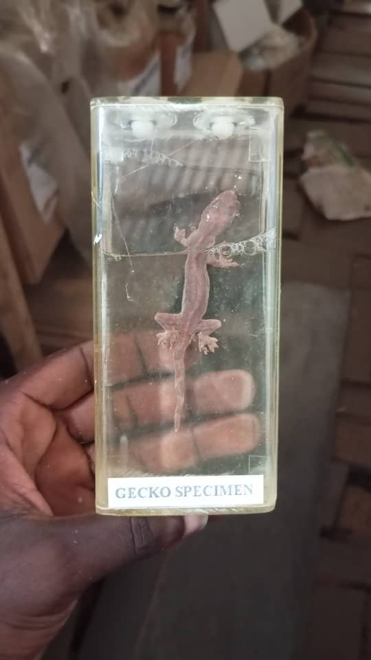 WhatsApp Image 2026 02 06 at 13.22.08