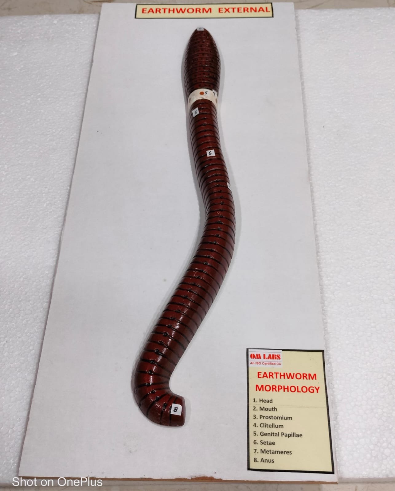 image 2026 02 06T122936.801