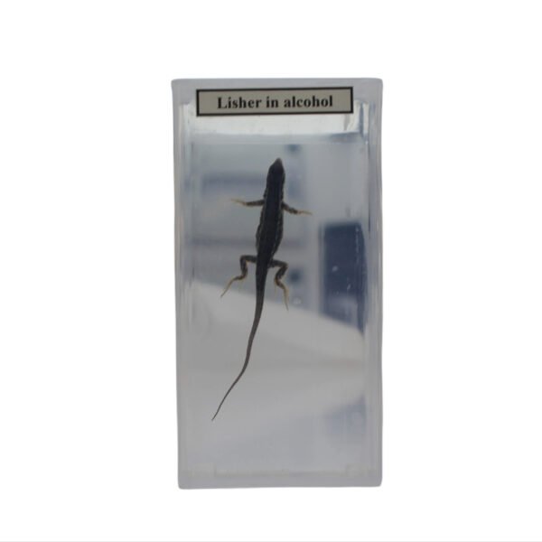 Preserved specimen: Lizard Glass mounted – tunnex laboratories ...