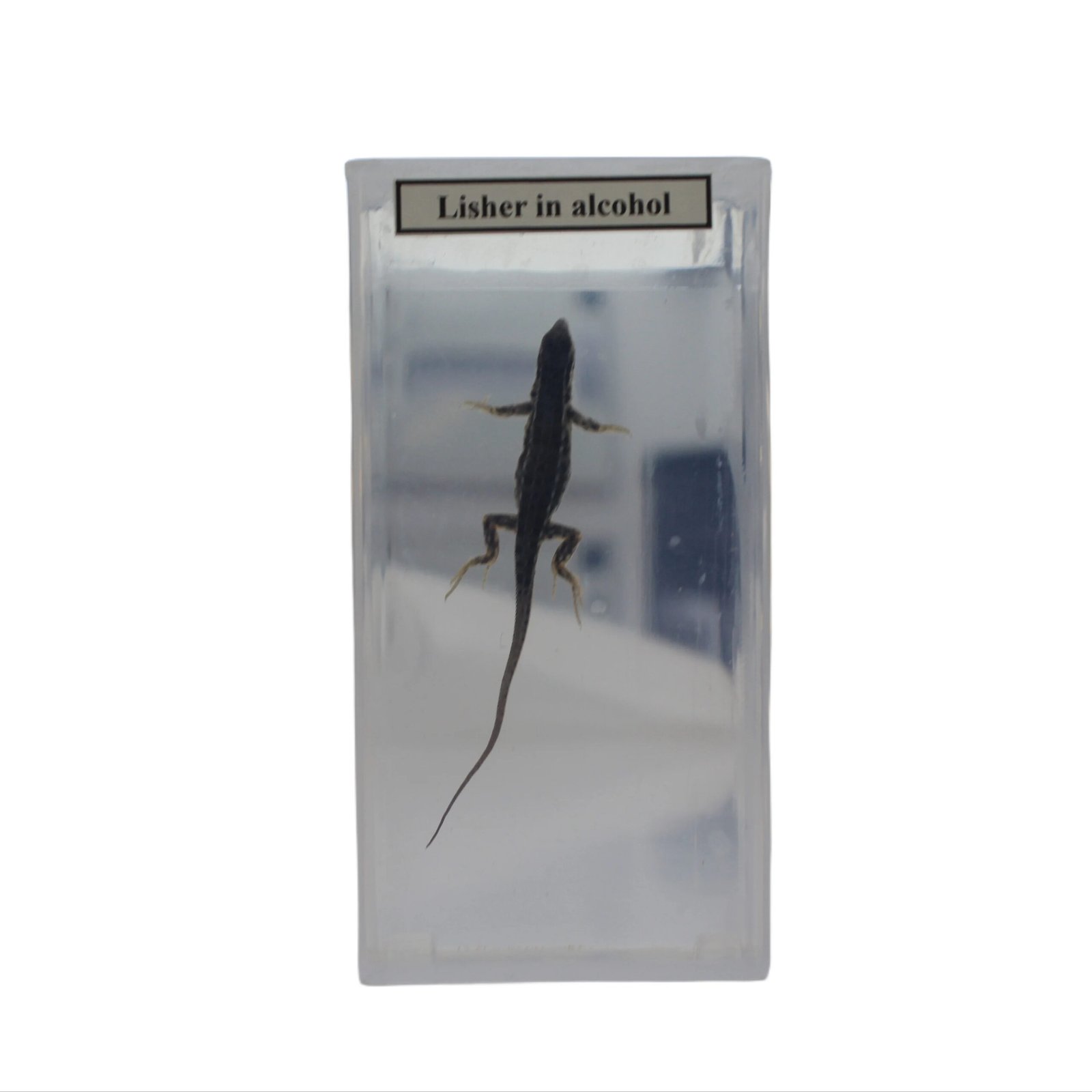 image 2026 02 06T125732.492