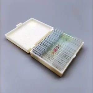 prepared microscope slide 500x500
