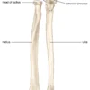 radius ulna supination