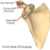 scapula shoulder bone