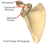 scapula shoulder bone