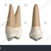 stock photo permanent upper first premolar tooth d illustration of the anatomy of the maxillary first 2094276628