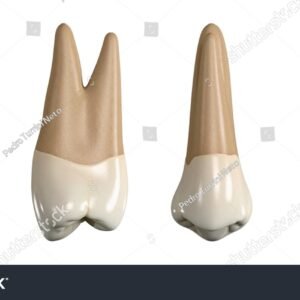 stock photo permanent upper first premolar tooth d illustration of the anatomy of the maxillary first 2094276628