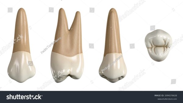 stock photo permanent upper first premolar tooth d illustration of the anatomy of the maxillary first 2094276628