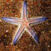 galapagos closeup of seastar on colorful sand 177721012 571e5a5d3df78c56405914a8