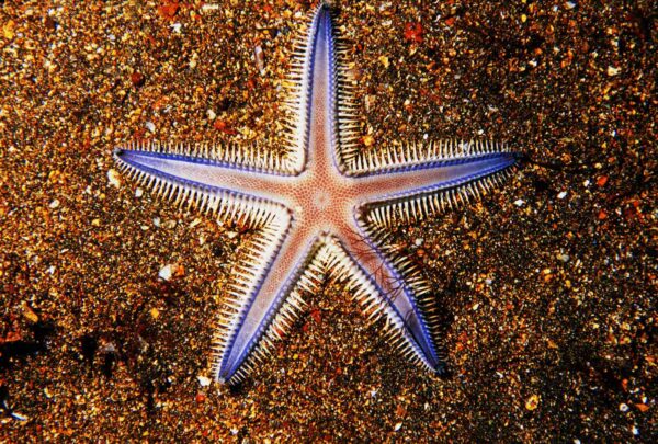 galapagos closeup of seastar on colorful sand 177721012 571e5a5d3df78c56405914a8